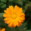 Orange Wheel - A Calendula in the Border