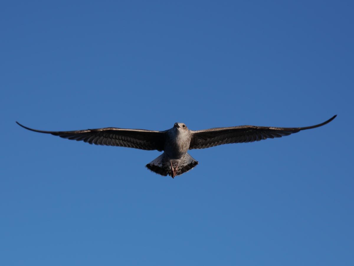 Eine perfekt ausgerichtete fliegende Möwe.