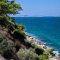 Pines Over Turquoise - The Aegean From the Cliff