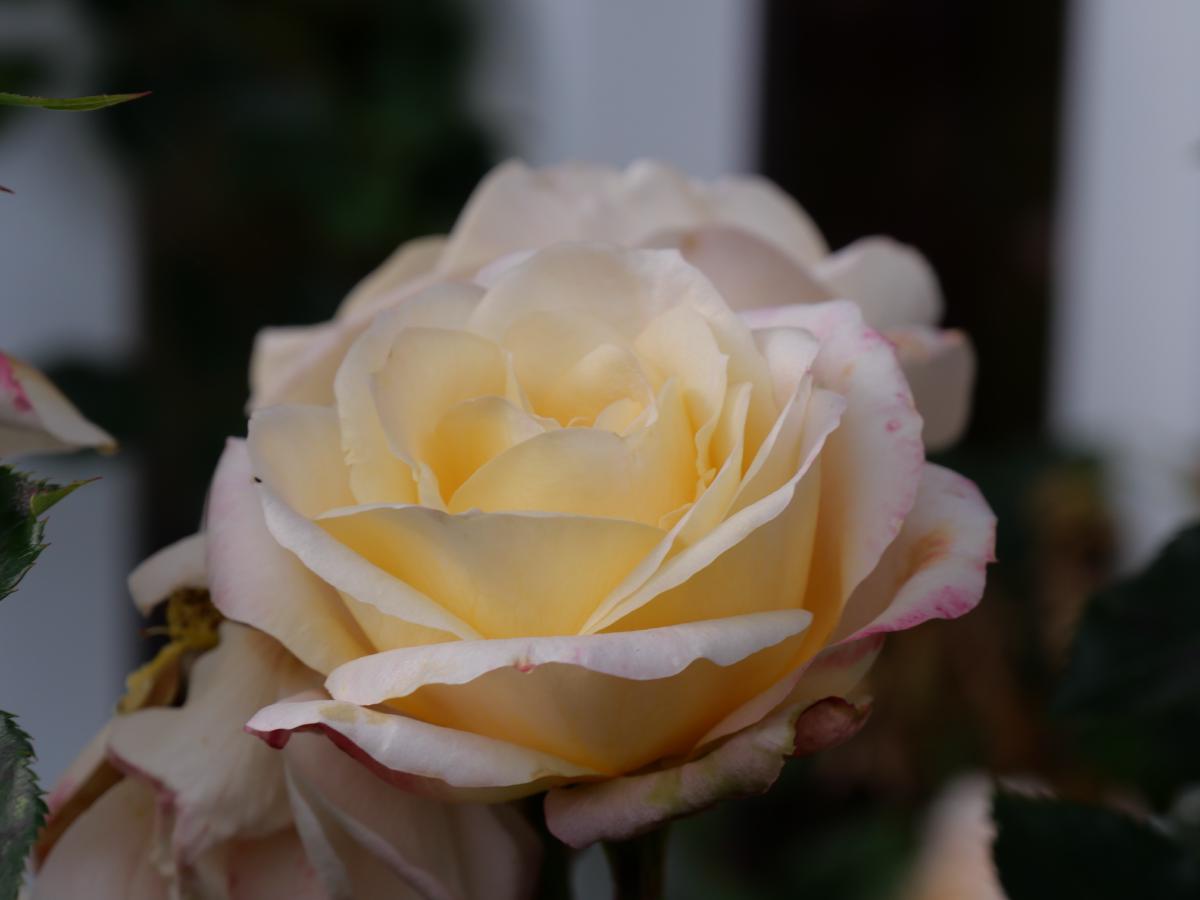 Eine zart gelbe Rose mit geschichteten Blütenblättern, die sich sanft in einem Garten entfaltet.