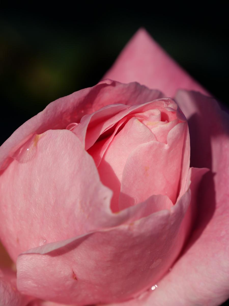 Nahaufnahme einer rosa Rose mit weichen Blütenblättern und Tautropfen vor unscharfem Hintergrund.
