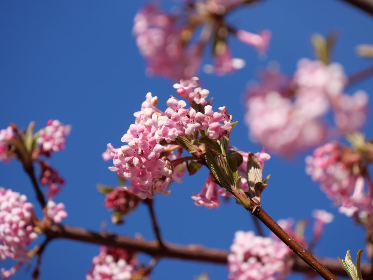 Foto einer rosa Blume / eines rosa Baumes.