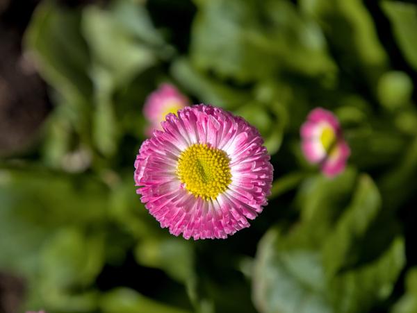 Eine rosa Blume, von oben fotografiert. Die Mitte der Blume ist gelb.