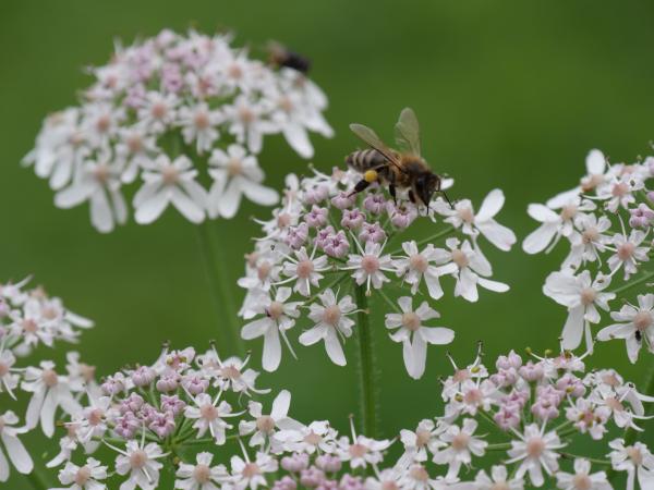 Eine Biene, die Nektar aus weißen Blüten sammelt, vor einem weich gezeichneten Hintergrund.