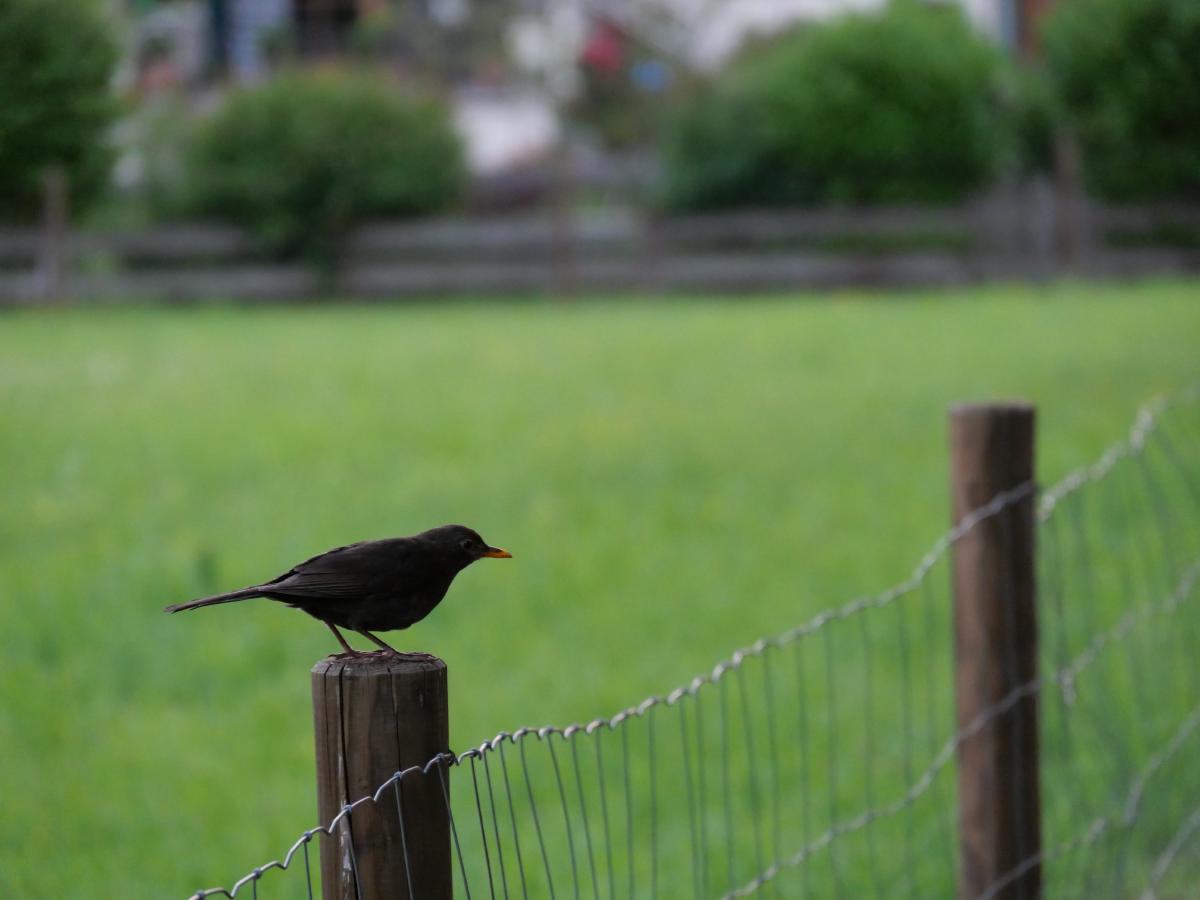 Eine Amsel, die selbstbewusst auf einem Zaun sitzt.