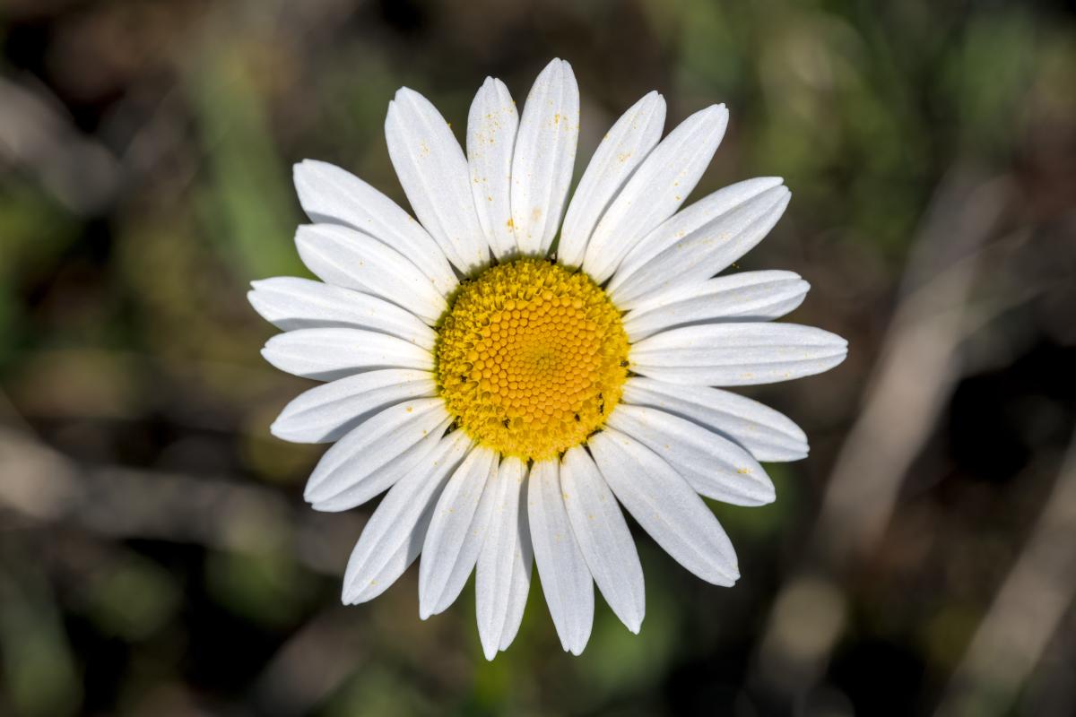 A flower with white petals and a yellow center. The background is brown / green and blurred out.