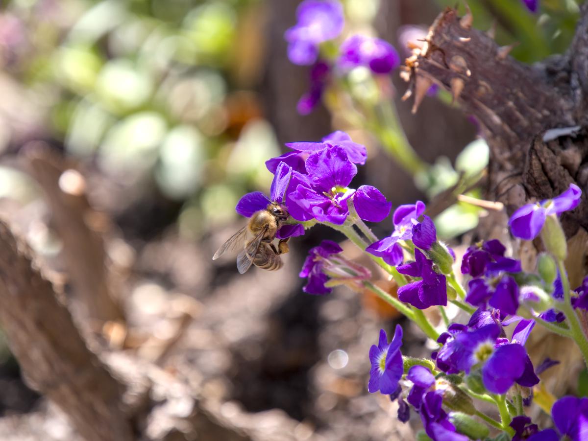 Eine Biene, die in einigen lila Blumen sitzt. Im Hintergrund ist etwas Grün zu sehen.