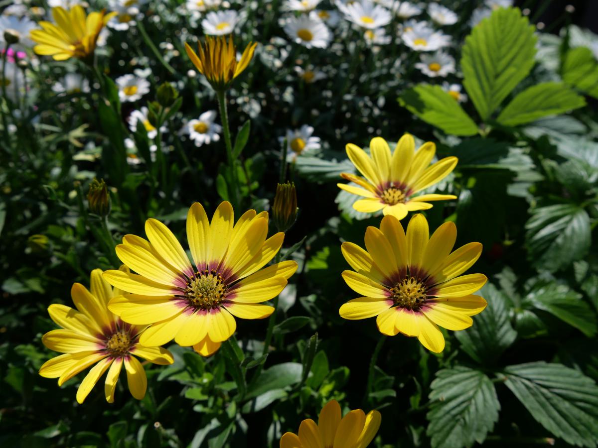 Klargula prästkrageliknande blommor med mörka mitter, badande i solljus, mot en bakgrund av mörkgrönt lövverk.