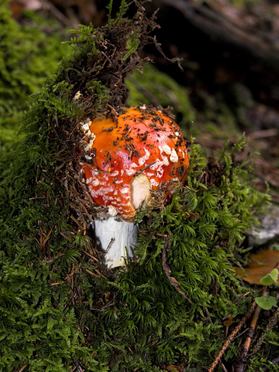 Ein Fliegenpilz, der im Wald aus dem Moos wächst.