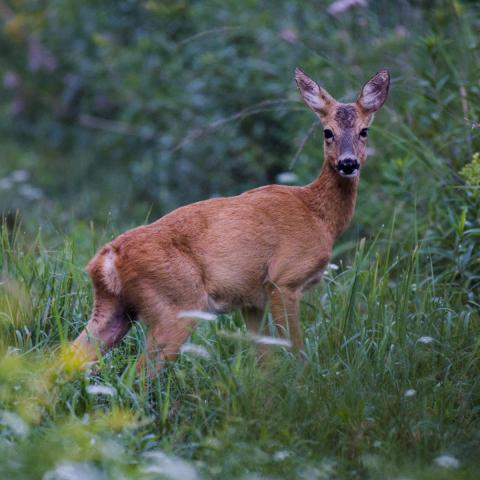Ett rådjur med rödbrun sommarpäls står i högt grönt gräs vid ett skogsbryn, med kroppen vänd åt vänster och huvudet vänt mot kameran, öronen resta. Mjukt tidigt morgonljus samt suddigt lövverk och vildblommor omger det.