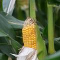 Ready for Harvest - A Corn Cob Breaking Its Husk