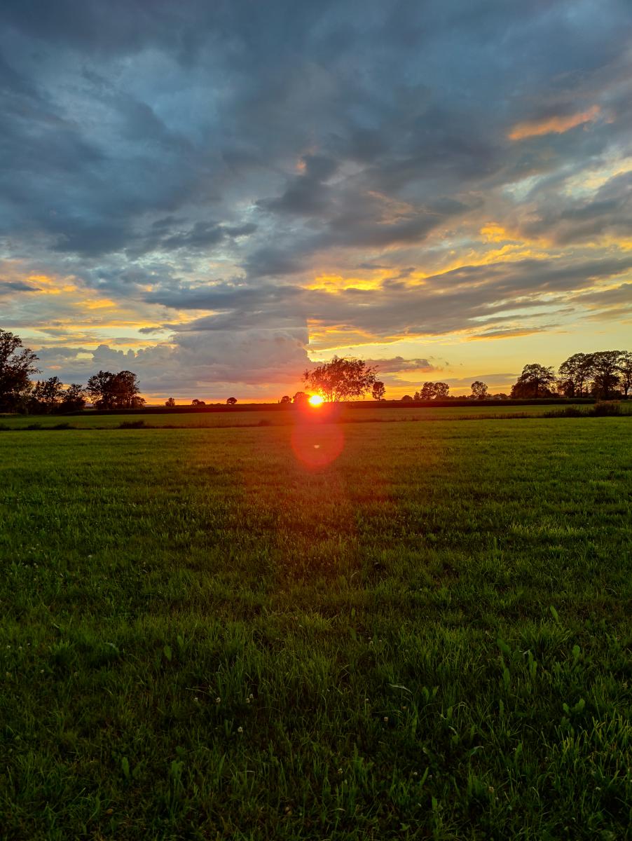 Sonnenuntergang durch Bäume auf einem offenen Feld, mit einem deutlichen roten Lens Flare.