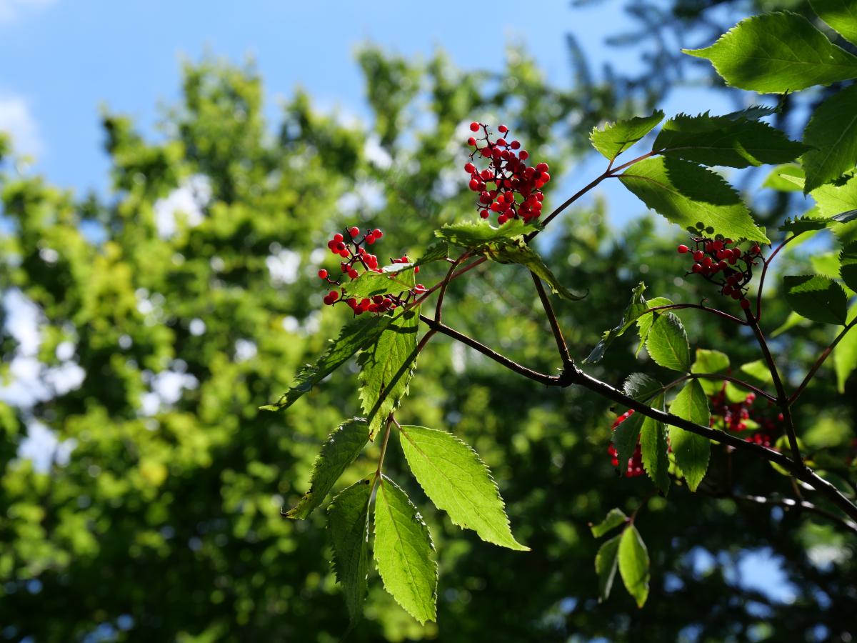 Leuchtend rote Beeren an einem Ast, im Kontrast zu grünen Blättern und einem klaren blauen Himmel.