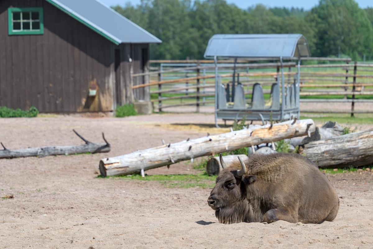A wisent / European bison lying in the sand in some kind of enclosure.