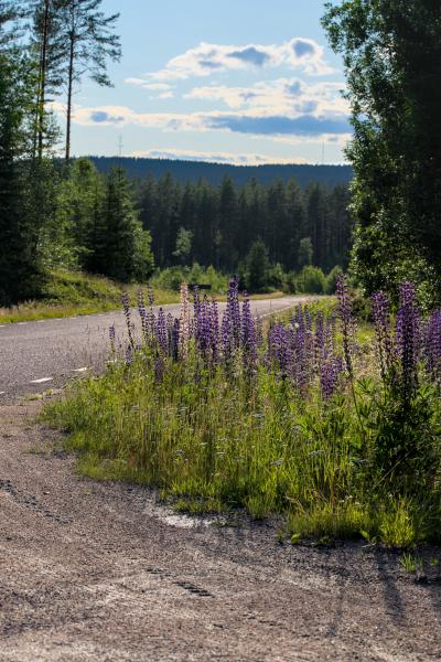 Einige schöne lila Blumen neben einer freien schwedischen Straße.