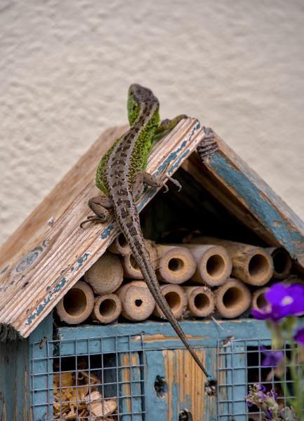 Eine Eidechse, die oben auf einem Insektenhotel / Insektenhaus sitzt. Es ist eine männliche / grüne.