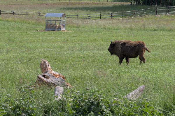 Ein Wisent in einer Art Gehege, der auf einer Wiese steht.