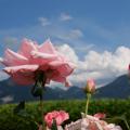 Roses Under the Peaks - A Garden Facing the Mountains
