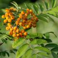 Rowan Orange - Berries in the Late Summer Light