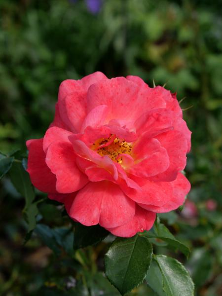 Eine zart rosa Rose in voller Blüte, mit feinen, geschichteten Blütenblättern, präsentiert in einem Garten.