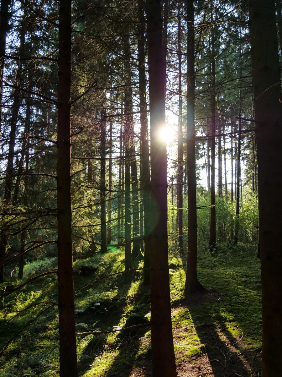 Foto der Sonne, die im Wald durch die Bäume scheint.