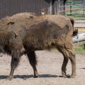 Shedding Season - Wisent in a Moulting Coat