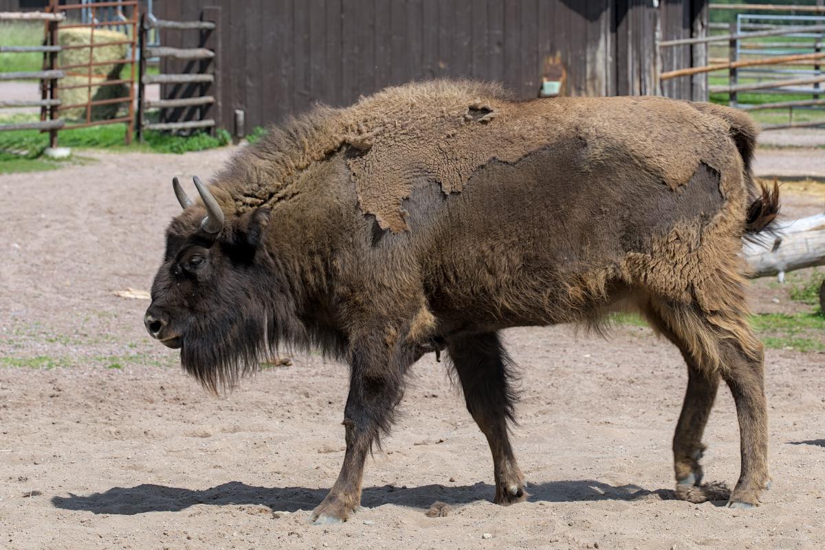 Ein Wisent, der in einer Art Gehege auf sandigem Boden steht.