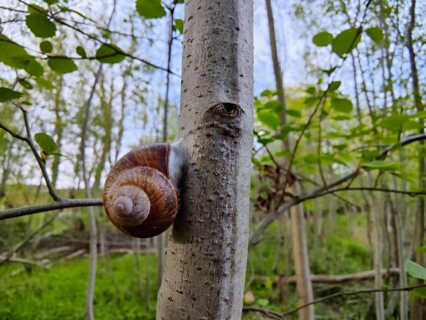En vinbergssnäcka med brunbandat skal klättrar uppför den ljusa stammen på ett ungt träd i en ljus vårskog, med kroppen tryckt platt mot barken.