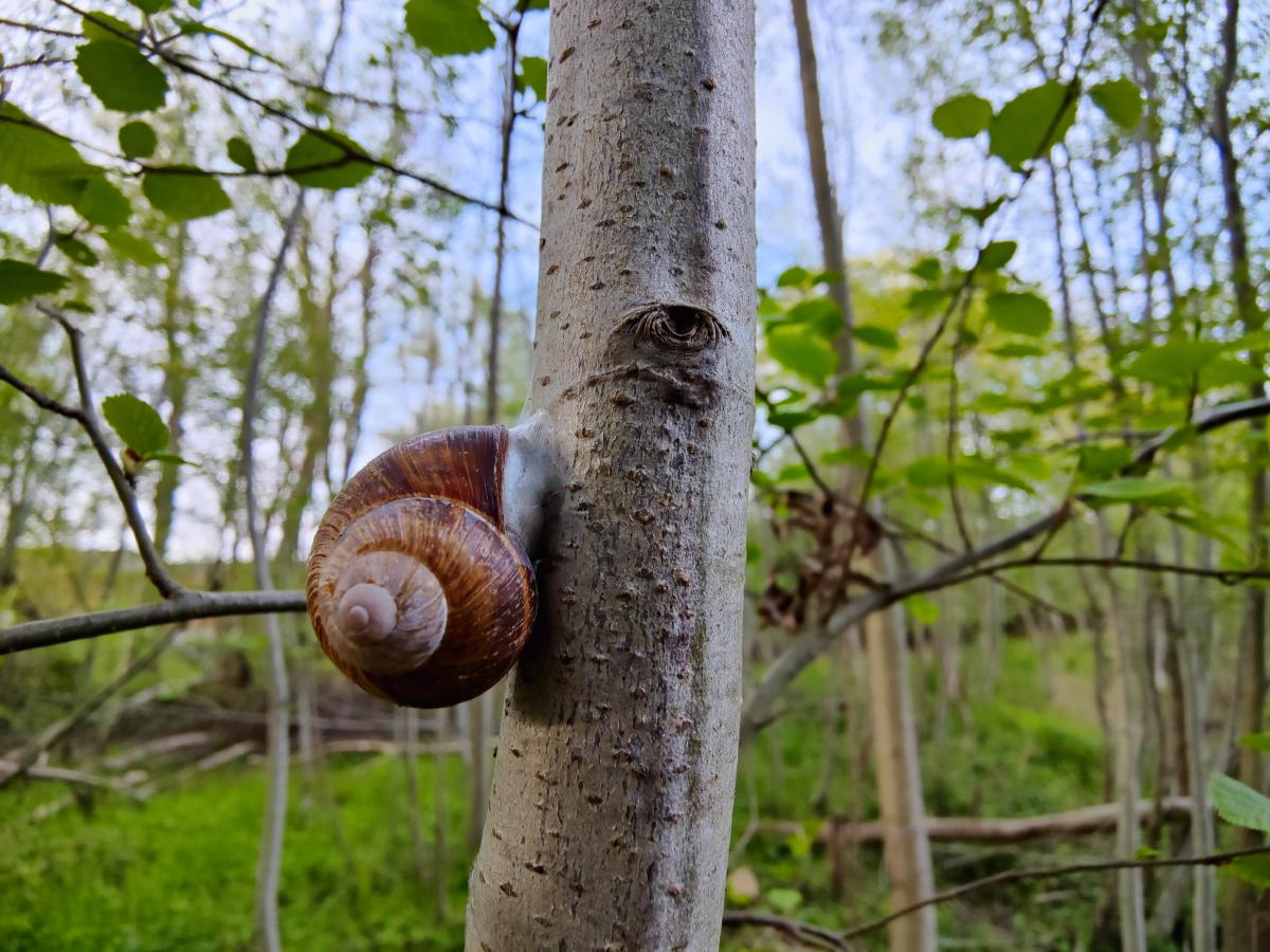 En vinbergssnäcka med brunbandat skal klättrar uppför den ljusa stammen på ett ungt träd i en ljus vårskog, med kroppen tryckt platt mot barken.