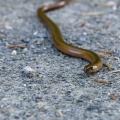 Slow Curve - Slow Worm Winding Across the Track