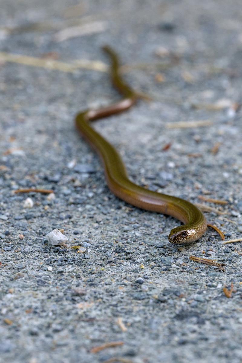 Eine braune Blindschleiche auf einem grauen Schotterweg.
