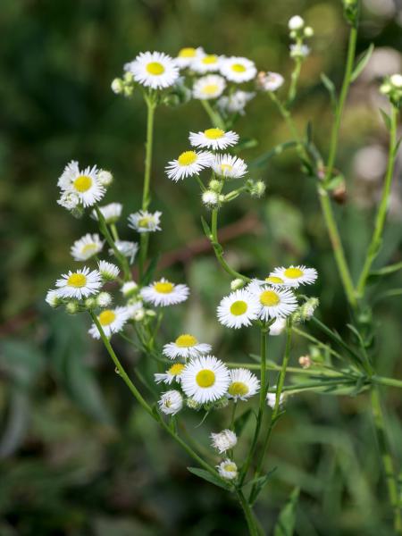 Weiß-gelbe Blumen vor grünem Hintergrund.