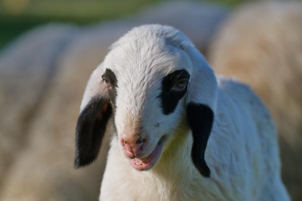 Nahporträt eines weißen Lammes mit schwarzen Schlappohren und schwarzen Flecken um beide Augen, das Maul leicht geöffnet, als würde es lächeln. Es blickt im warmen Nachmittagslicht knapp an der Kamera vorbei, während weitere Schafe im Hintergrund sanft verschwimmen.