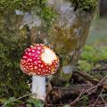 Someone Got There First - A Bitten Fly Agaric