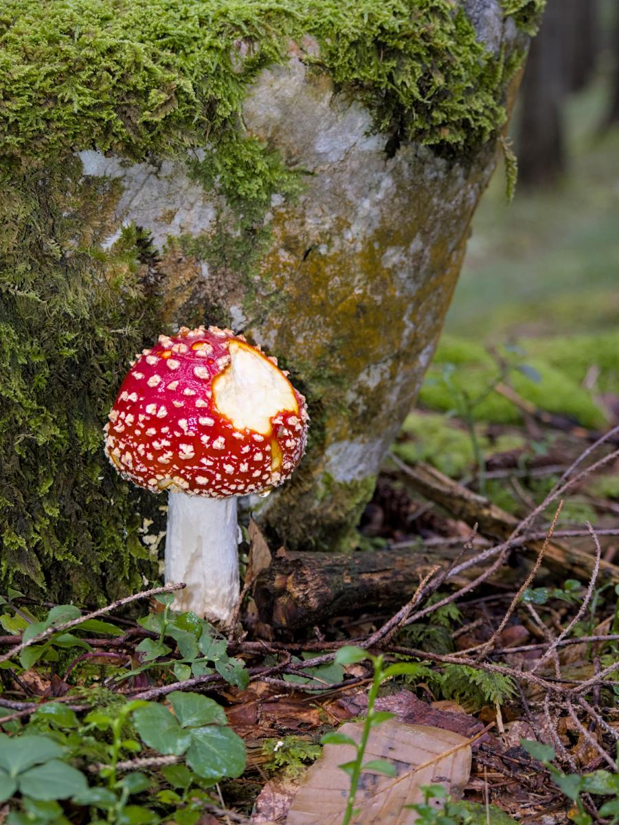 Ein Fliegenpilz, der im Wald neben einem größtenteils mit Moos bedeckten Stein steht. Ein kleines Stück des Pilzes wurde von einem Tier abgebissen.