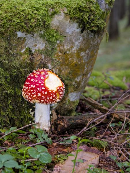 Ein Fliegenpilz, der im Wald neben einem größtenteils mit Moos bedeckten Stein steht. Ein kleines Stück des Pilzes wurde von einem Tier abgebissen.