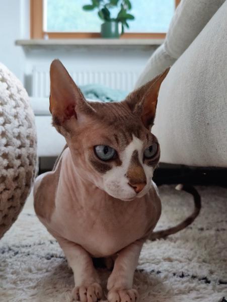 En hårlös katt sitter upprätt på en vit matta i ett vardagsrum, med huvudet vänt åt sidan. Dess skrynkliga rosa hud, stora öron och blå ögon lyses upp av dagsljus från ett fönster bakom.