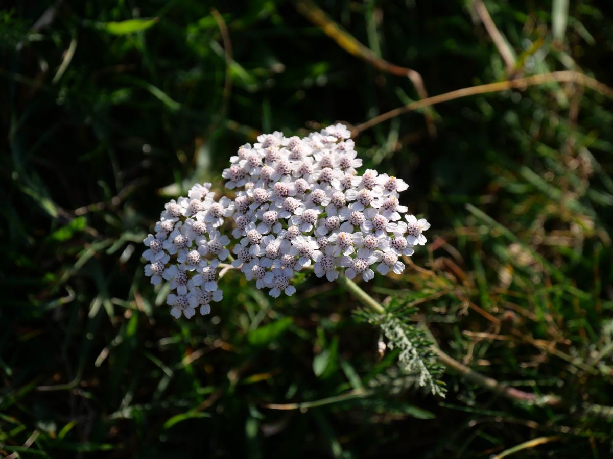 Weiße Schafgarbenblüten, die eine dichte Dolde vor einem Hintergrund aus Grün und natürlichem Licht bilden.
