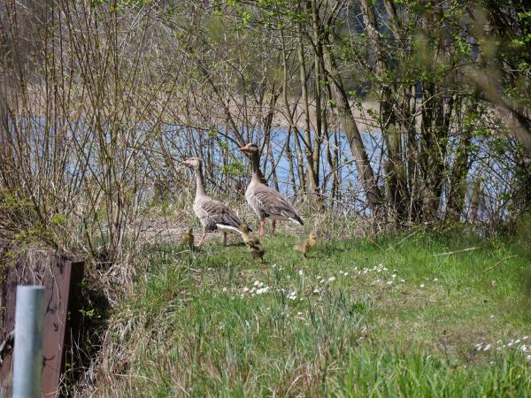 Eine Gänsefamilie mit flauschigen Gösseln, die durch eine Grasfläche in Wassernähe läuft.