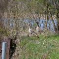 Spring Escort - Greylag Pair Leading the Goslings