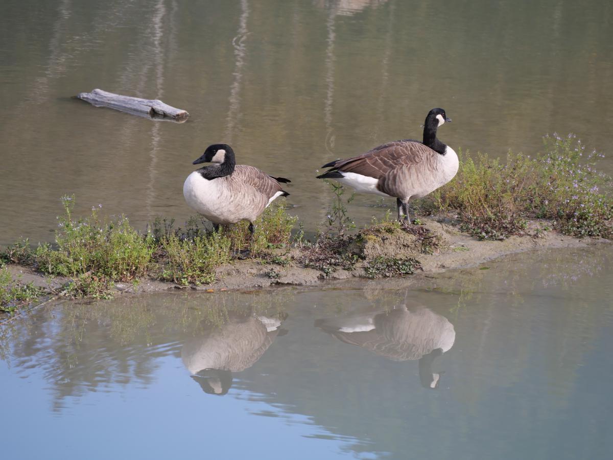Zwei Kanadagänse stehen auf einer schmalen, mit kleinen Pflanzen bewachsenen Sandbank und spiegeln sich im stillen Wasser des Flusses; dahinter treibt ein Stück Treibholz.