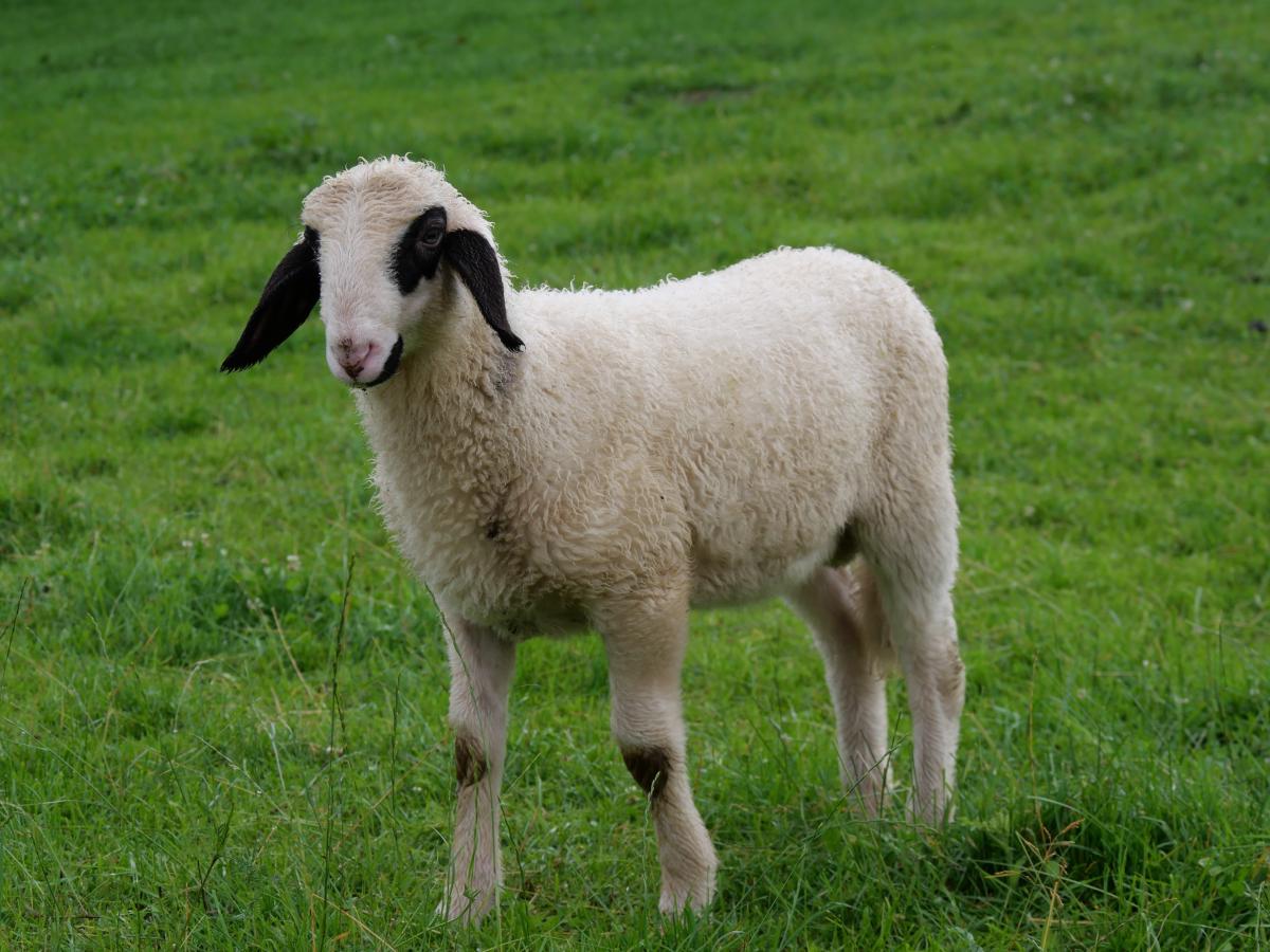 Ein bayerisches Schaf, das auf einer saftig grünen Weide grast.