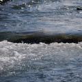 Standing Wave - White Water Breaking Over a Rock