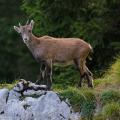 Step into the Unknown - Juvenile Alpine Ibex Looking into the Camera