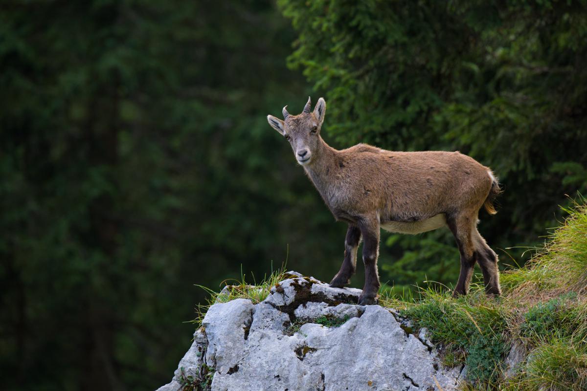 Ein junger Alpensteinbock steht auf einem hellen Kalksteinvorsprung und blickt direkt in die Kamera. Seine kurzen, leicht gebogenen Hörner werden von hinten beleuchtet, vor einem tiefgrünen Nadelwald, der den Hintergrund füllt; am Rand des Felsens wachsen Grasbüschel.