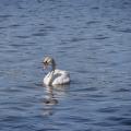 Still Dripping - Mute Swan on Blue Water