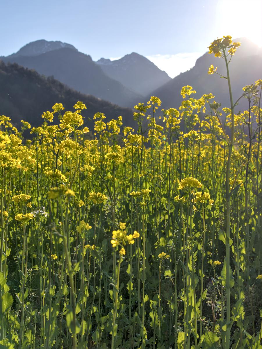 Einige gelbe Blumen am Boden und die Berge im Hintergrund. Oben rechts im Bild steht die Sonne hinter einem Berg.