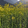 Sun Over the Mustard - Evening in the Flowering Field