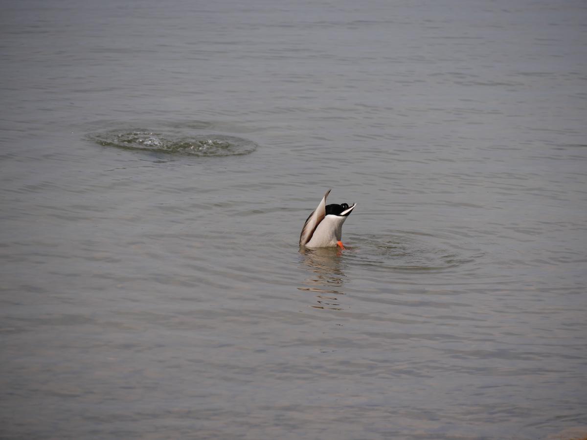 Eine humorvolle Aufnahme einer Ente, die kopfüber in einem See gründelt, während ihre Füße aus dem Wasser ragen und sie nach Nahrung sucht.