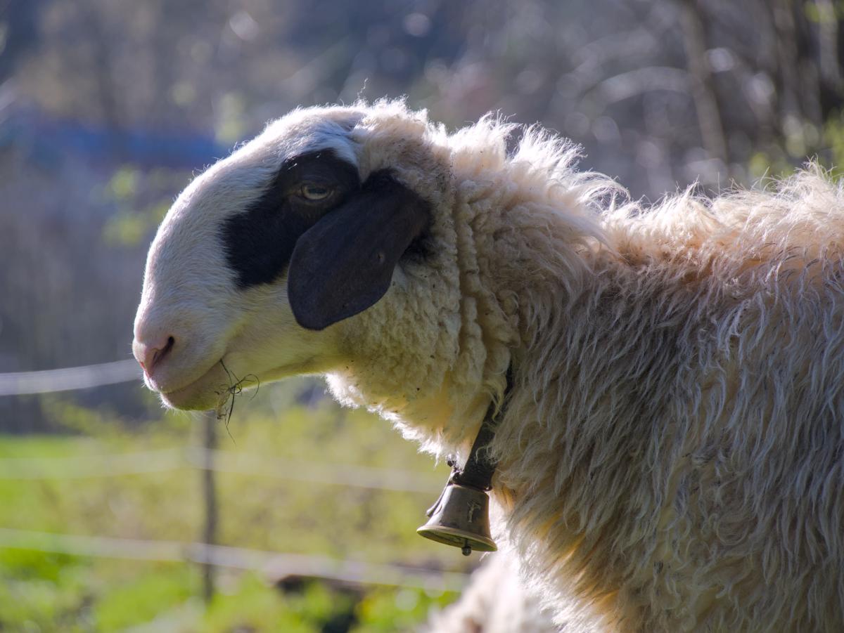 Ein Porträt eines Schafes mit etwas Gras und Büschen im Hintergrund.